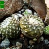 Copiapoa_ hypogaea _ssp.laui_ (ownroots) _01